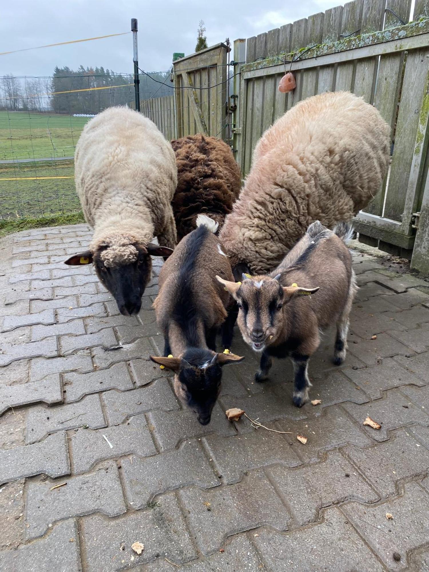 Baerenhof Lejlighed Tirschenreuth Eksteriør billede
